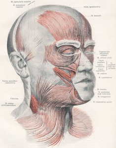 head muscles1