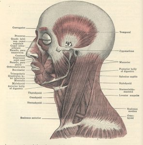 head muscles2