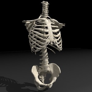 Torso_skeleton