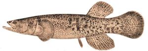 alaska blackfish(dallia pectoralis)