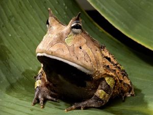 amazon-horned-frog
