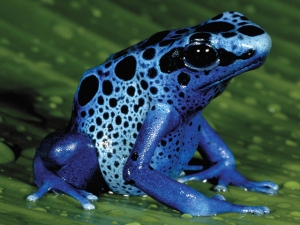 blue-poison-frog