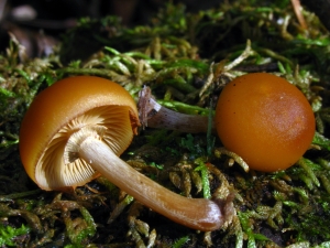 mushroom_Galerina_marginata